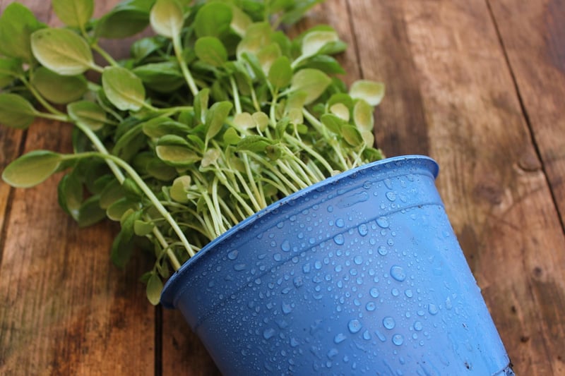 Herb Pots