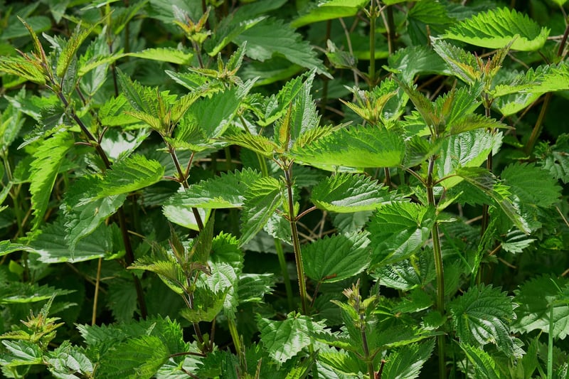Herb Pots
