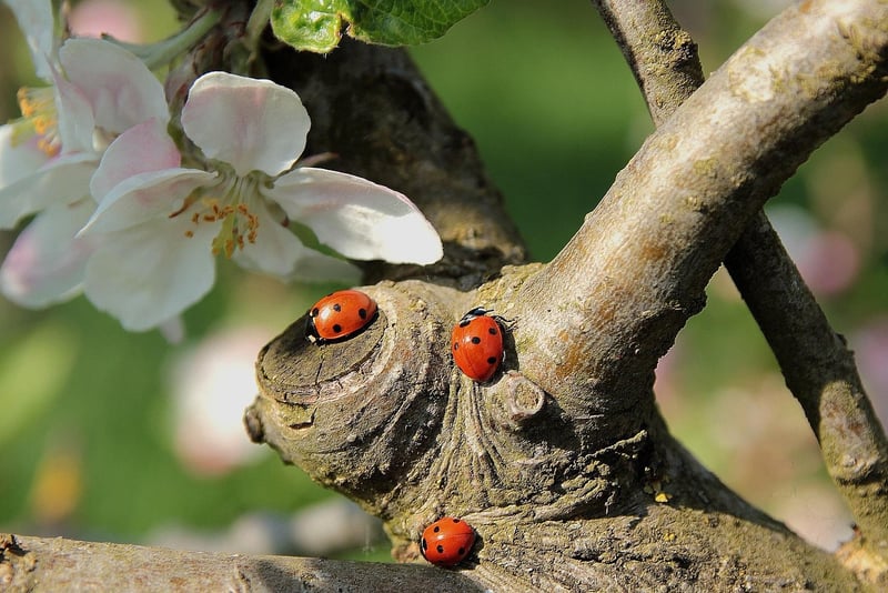 Ladybug
