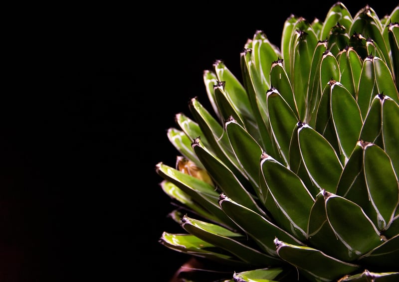 Succulent Paradise